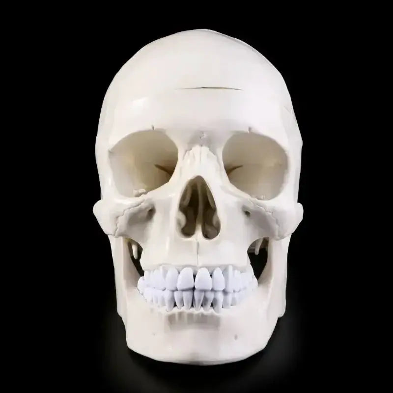 Human Anatomy Head Skull Model for Teaching and Study - ToylandEU