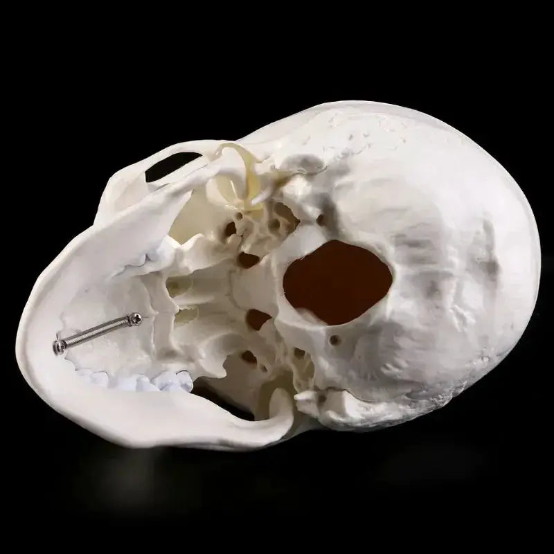 Human Anatomy Head Skull Model for Teaching and Study - ToylandEU