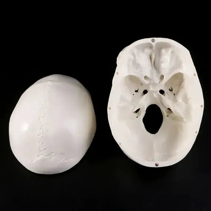 Human Anatomy Head Skull Model for Teaching and Study - ToylandEU
