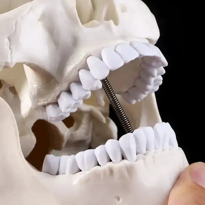 Human Anatomy Head Skull Model for Teaching and Study - ToylandEU