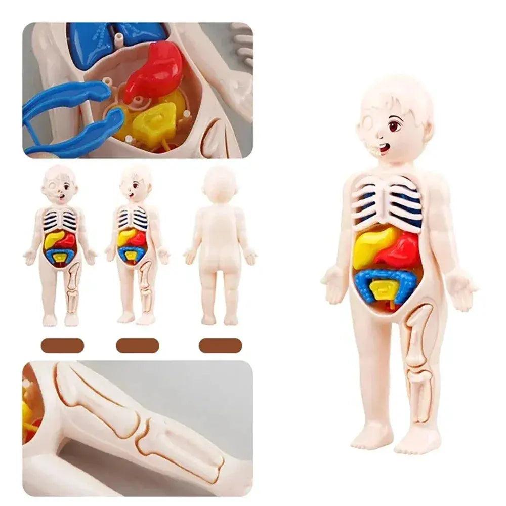  Human Body Anatomy Model Kit Learning Hands On -  ToylandEU™