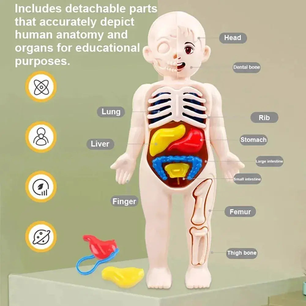 Human Body Anatomy Model Kit for Hands on Learning - ToylandEU