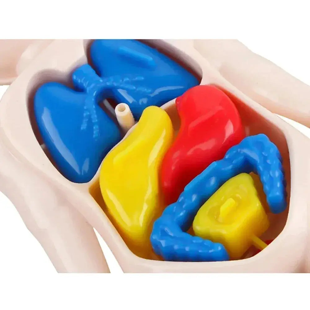 Human Body Anatomy Model Kit for Hands on Learning - ToylandEU