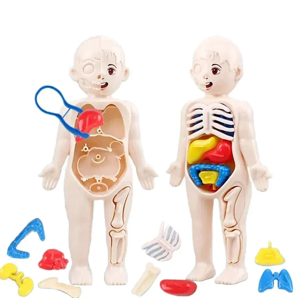 Human Body Anatomy Model Kit for Hands on Learning - ToylandEU