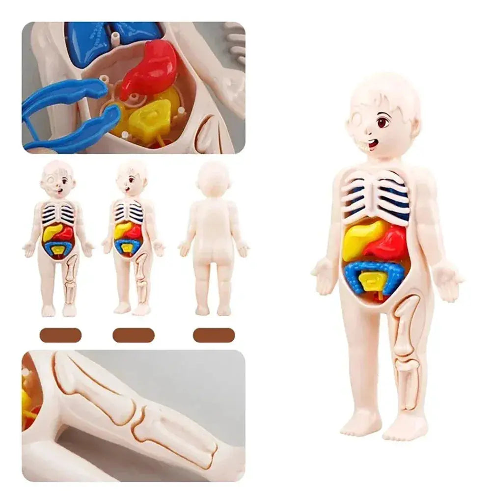 Human Body Anatomy Model Kit for Hands on Learning - ToylandEU