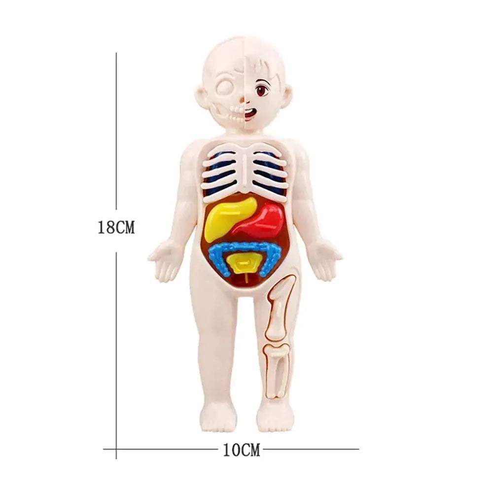 Human Body Anatomy Model Kit for Hands on Learning - ToylandEU