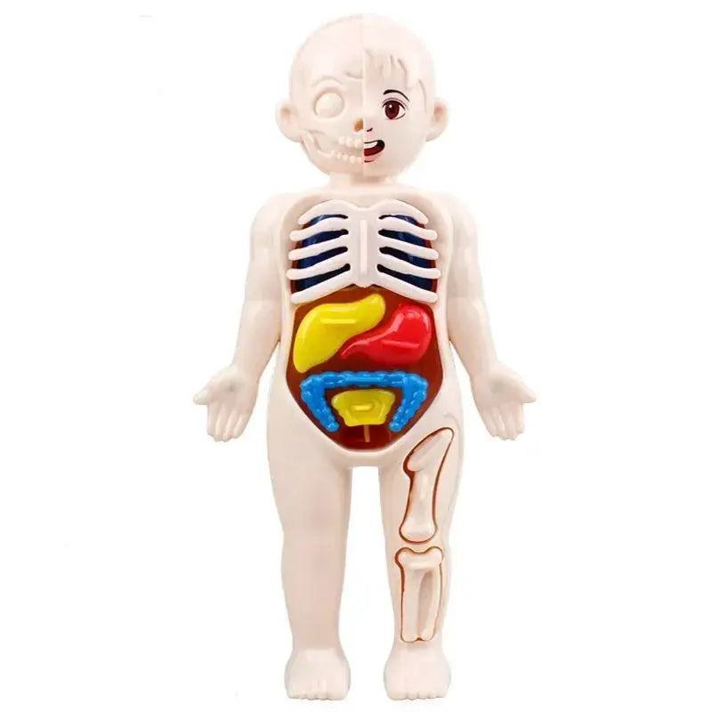 Human Body Anatomy Model Kit for Hands on Learning - ToylandEU