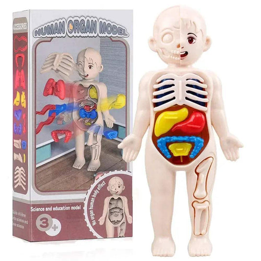  Human Body Anatomy Model Set Montessori Education Kit -  ToylandEU™