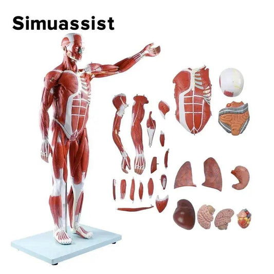  Human Muscular Anatomy Model 80cm With Organs For Education -  ToylandEU™
