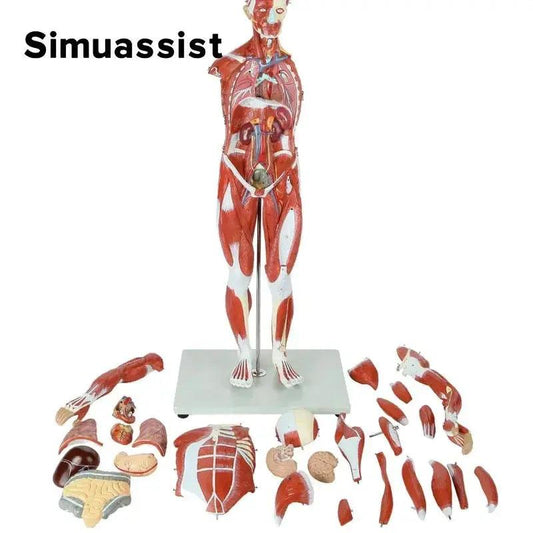  Human Muscular Anatomy Model 80cm With Organs For Education -  ToylandEU™