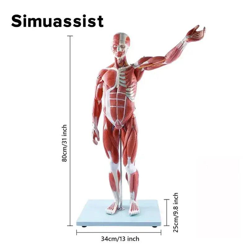  Human Muscular Anatomy Model 80cm With Organs For Education -  ToylandEU™