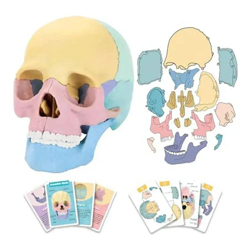  Human Skull Model Detachable Mini For Anatomy Education -  ToylandEU™