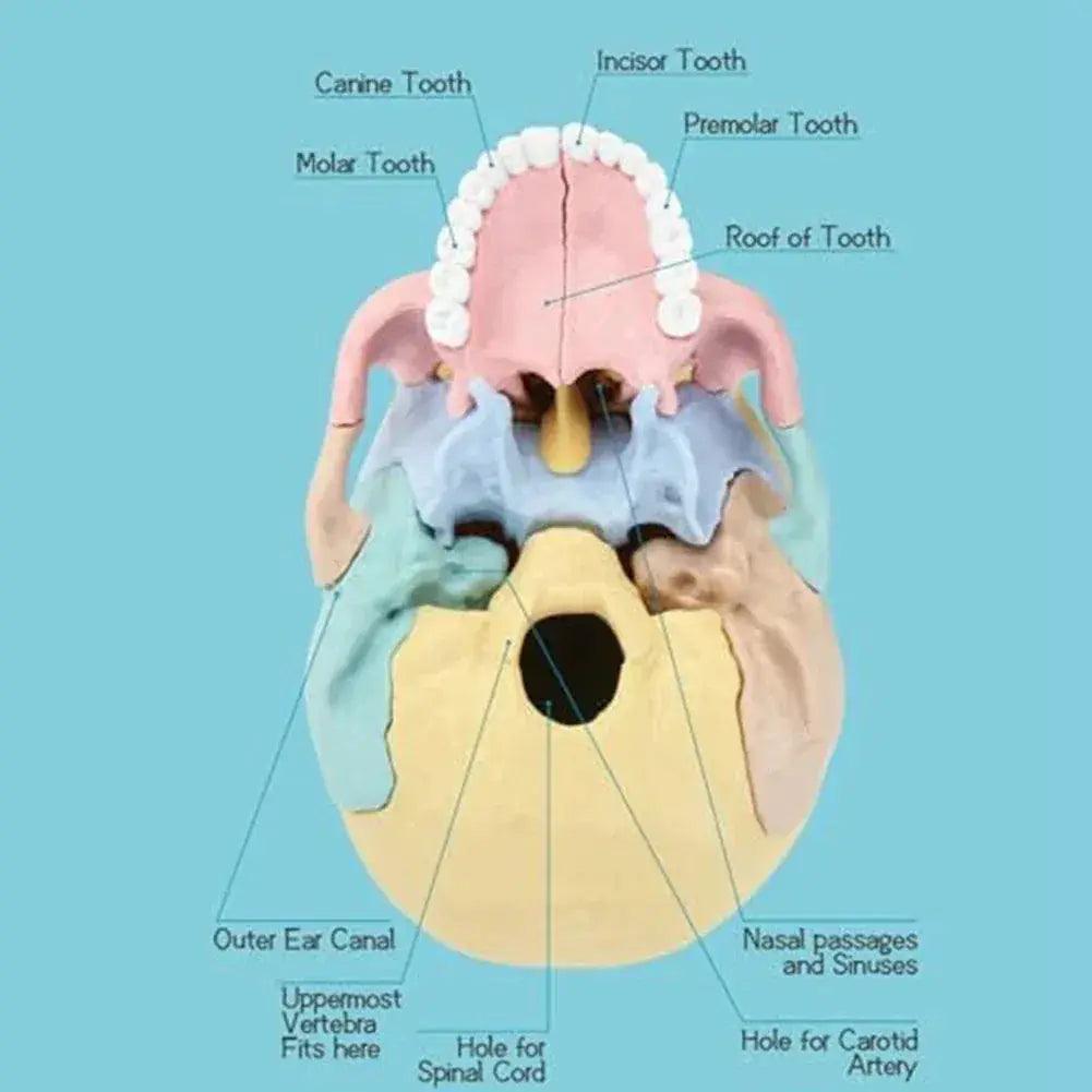  Human Skull Model Detachable Mini For Anatomy Education -  ToylandEU™