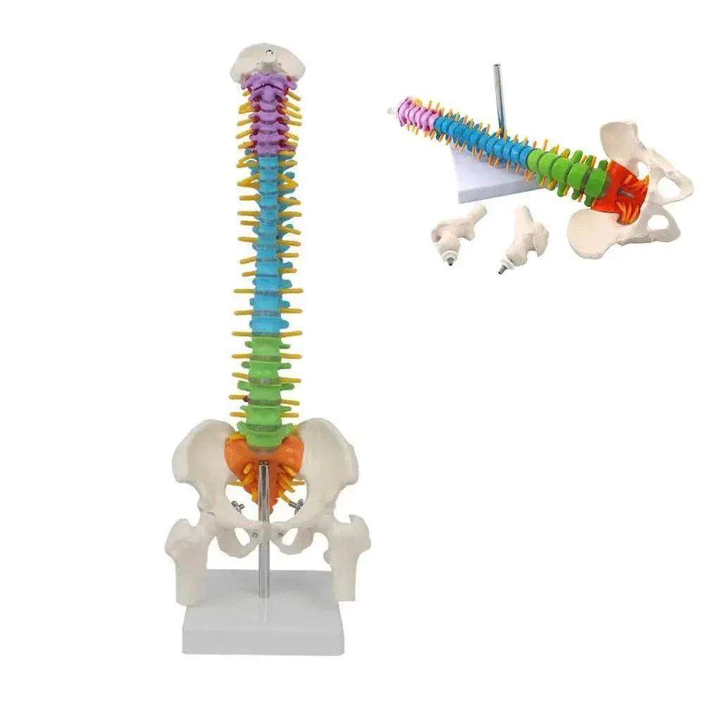  45CM Human Spine with Pelvic Model Anatomical Anatomy Spine Medical Model School Medical Teaching Science Supplies Wholesale -  ToylandEU™
