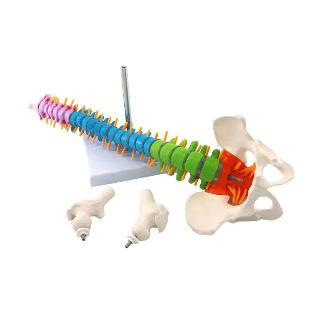  45CM Human Spine with Pelvic Model Anatomical Anatomy Spine Medical Model School Medical Teaching Science Supplies Wholesale -  ToylandEU™