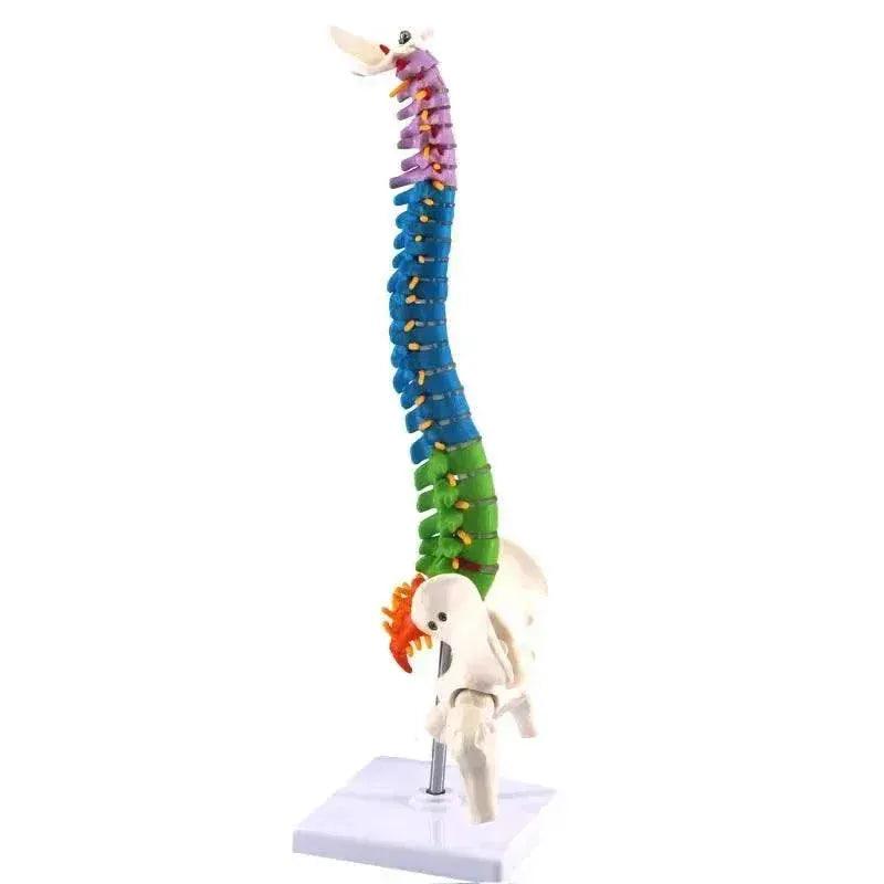  45CM Human Spine with Pelvic Model Anatomical Anatomy Spine Medical Model School Medical Teaching Science Supplies Wholesale -  ToylandEU™