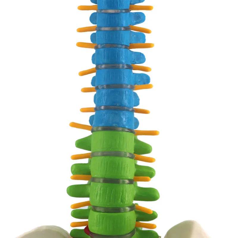 Coluna vertebral humana com modelo de anatomia pélvica de 45 cm, ensino de ciências médicas, biologia, neurocirurgia, recursos, modelos anatômicos, esqueleto - ToylandEU