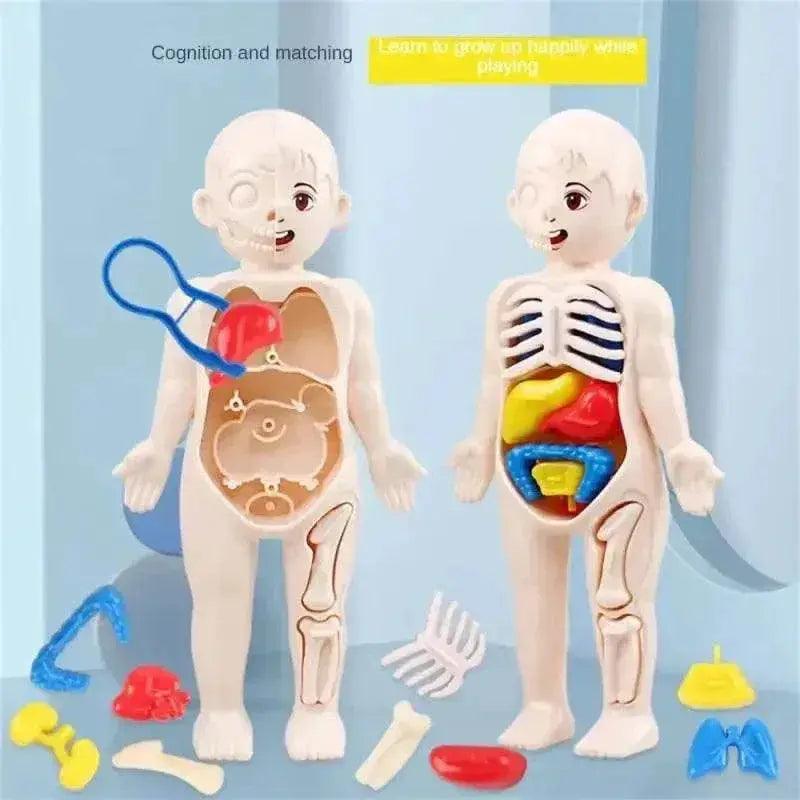  Interactive Anatomy Kit 14 Piece Organ Model Toyland EU -  ToylandEU™