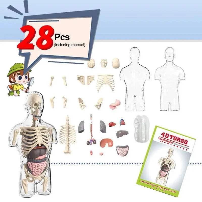  Interactive Human Body Model Anatomy Kit Toyland EU -  ToylandEU™