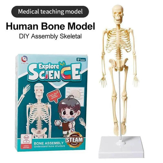  Joints Of Human Organ Bone Model DIY Assembly Skeletal Skeleton for Medical Teaching -  ToylandEU™