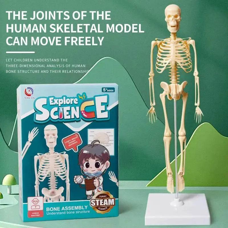  Joints Of Human Organ Bone Model DIY Assembly Skeletal Skeleton for Medical Teaching -  ToylandEU™