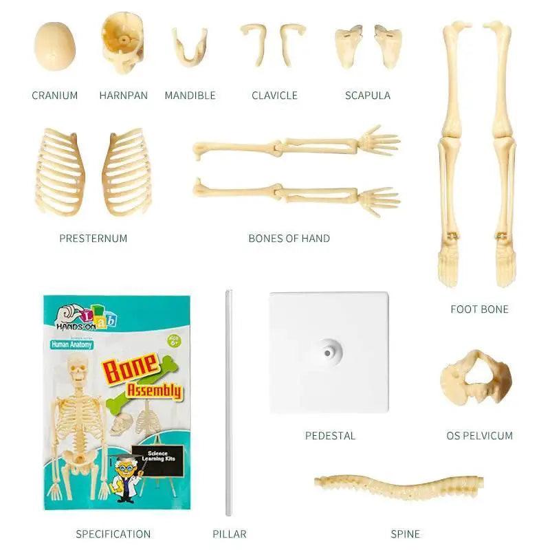  Joints Of Human Organ Bone Model DIY Assembly Skeletal Skeleton for Medical Teaching -  ToylandEU™
