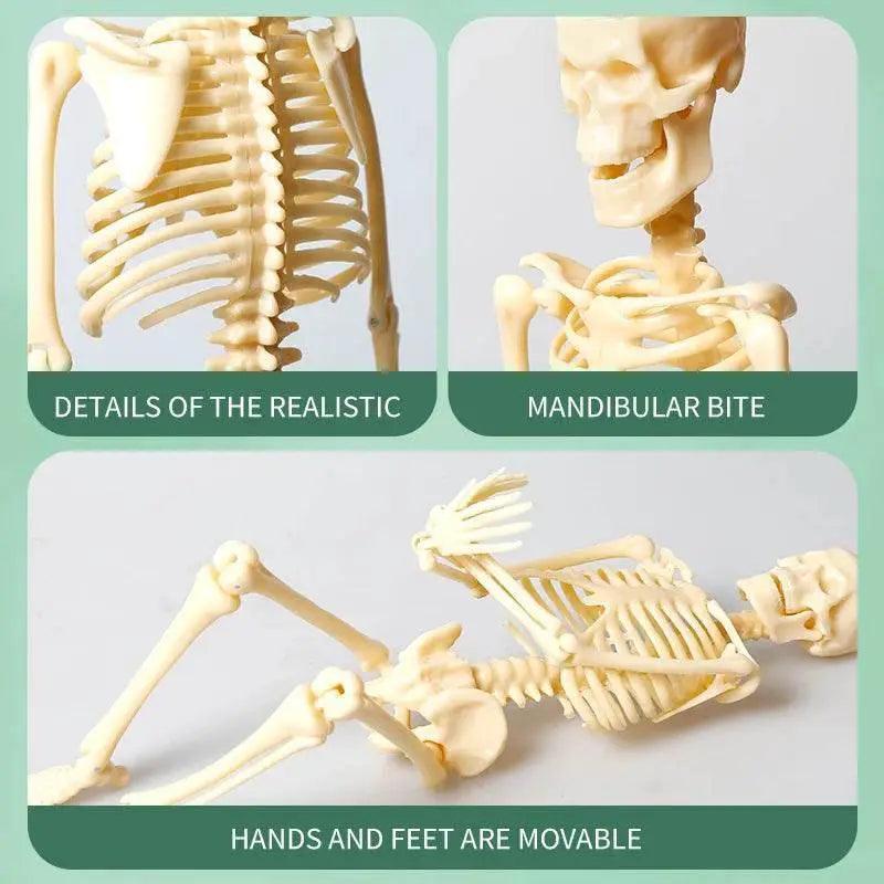  Joints Of Human Organ Bone Model DIY Assembly Skeletal Skeleton for Medical Teaching -  ToylandEU™