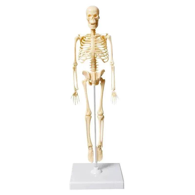  Joints Of Human Organ Bone Model DIY Assembly Skeletal Skeleton for Medical Teaching -  ToylandEU™