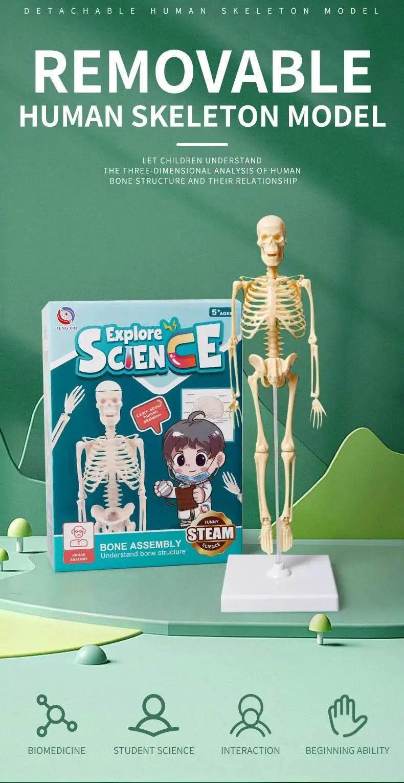 Joints Of Human Organ Bone Model DIY Assembly Skeletal Skeleton for Medical Teaching -  ToylandEU™