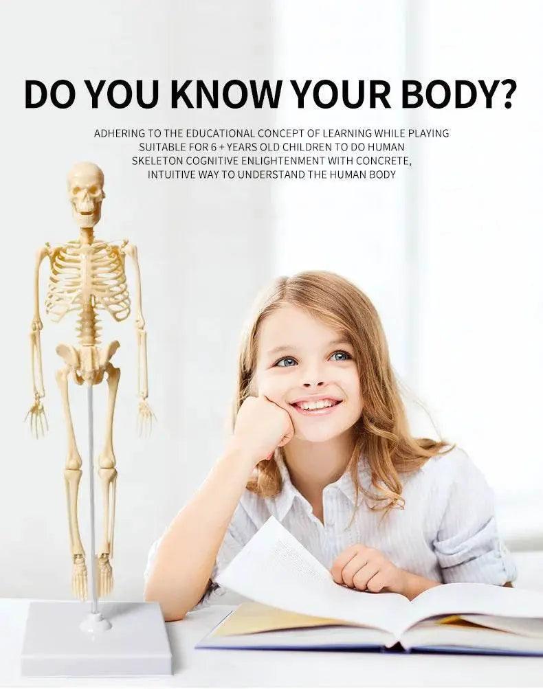  Joints Of Human Organ Bone Model DIY Assembly Skeletal Skeleton for Medical Teaching -  ToylandEU™