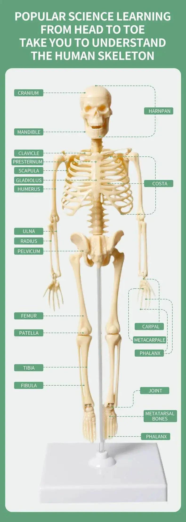  Joints Of Human Organ Bone Model DIY Assembly Skeletal Skeleton for Medical Teaching -  ToylandEU™
