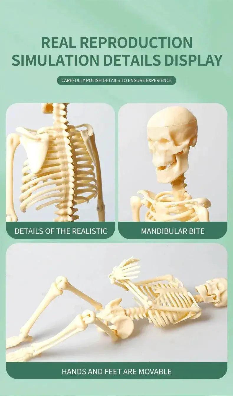  Joints Of Human Organ Bone Model DIY Assembly Skeletal Skeleton for Medical Teaching -  ToylandEU™