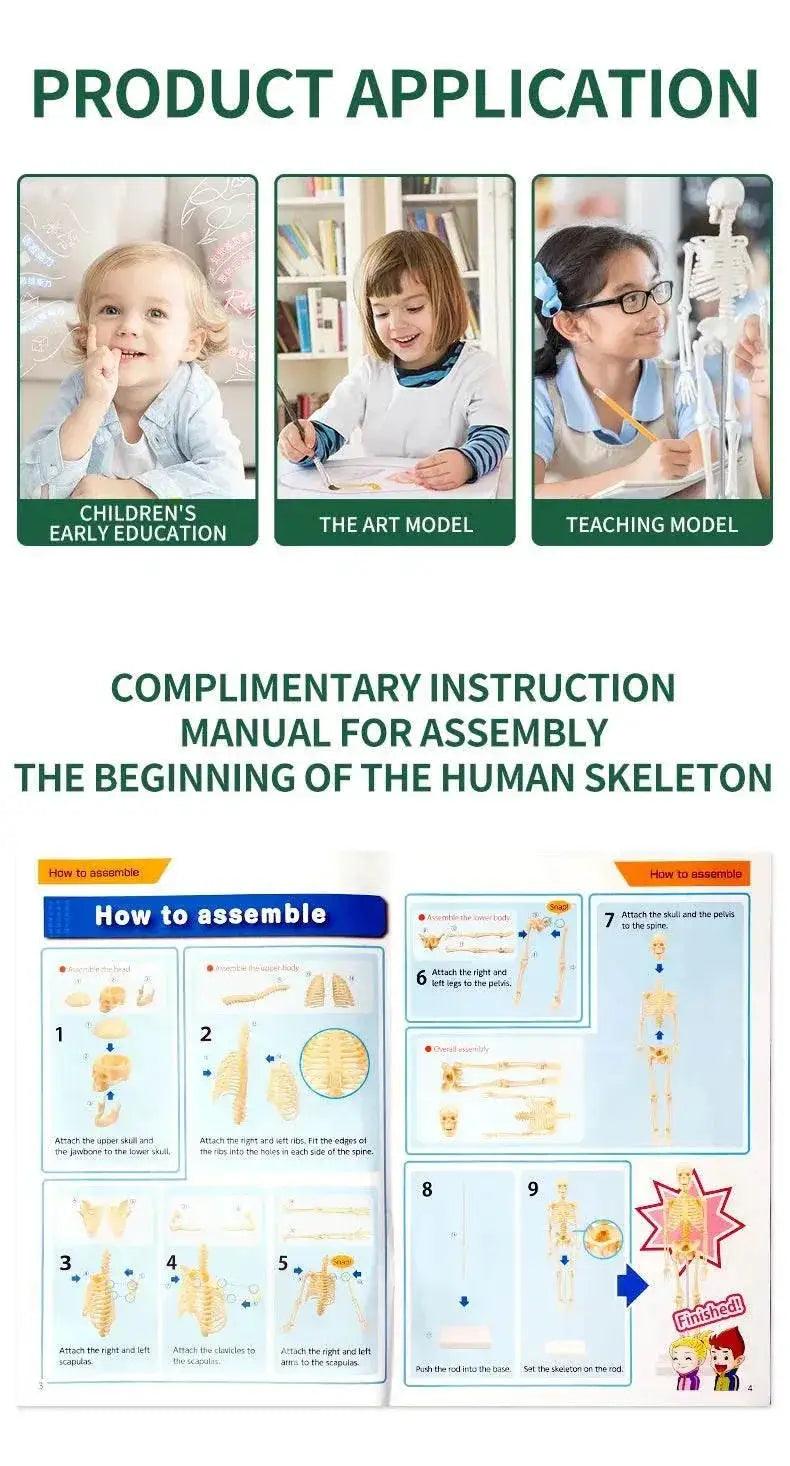  Joints Of Human Organ Bone Model DIY Assembly Skeletal Skeleton for Medical Teaching -  ToylandEU™