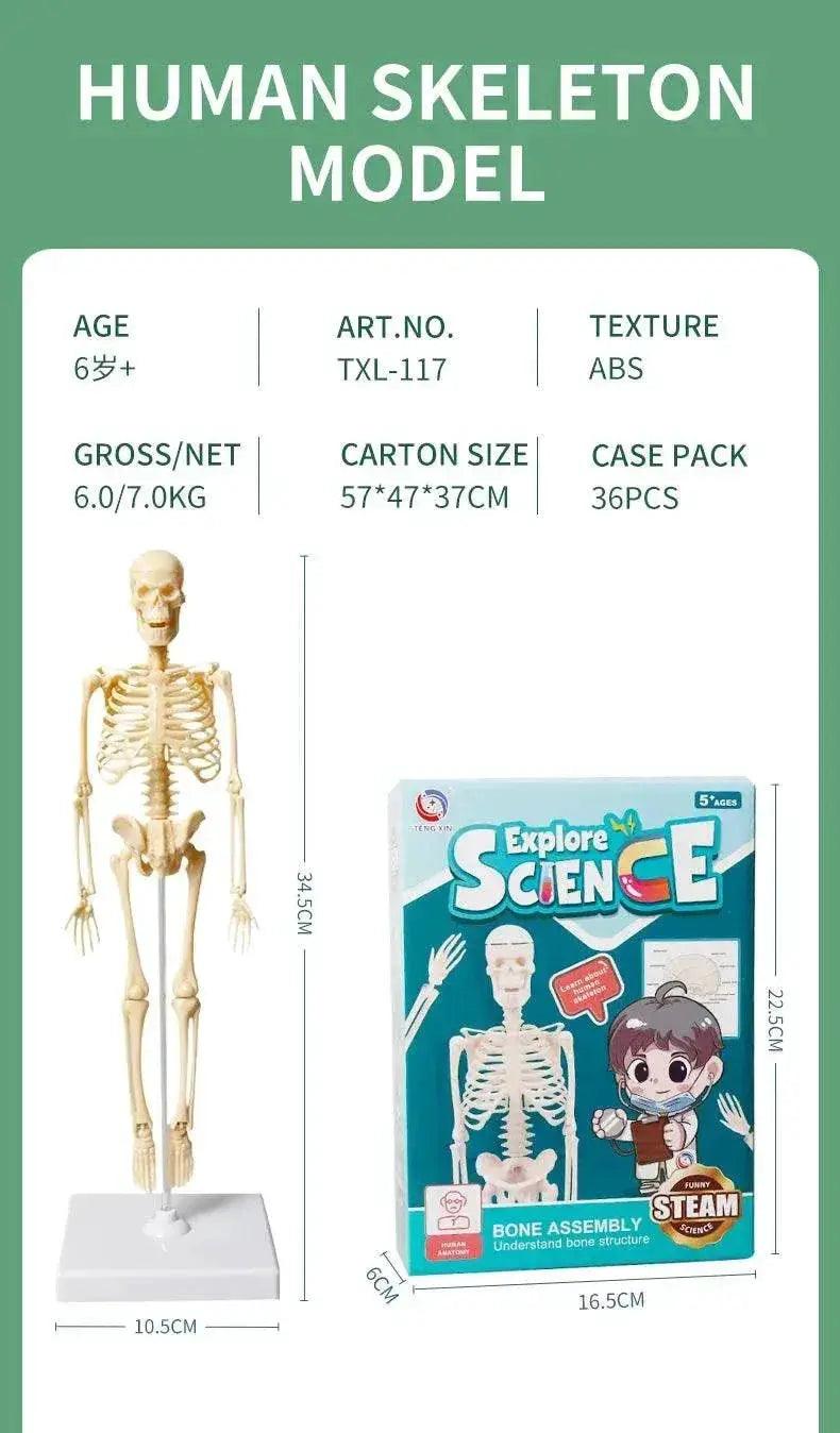  Joints Of Human Organ Bone Model DIY Assembly Skeletal Skeleton for Medical Teaching -  ToylandEU™
