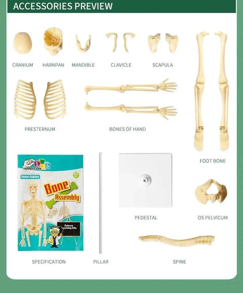  Joints Of Human Organ Bone Model DIY Assembly Skeletal Skeleton for Medical Teaching -  ToylandEU™