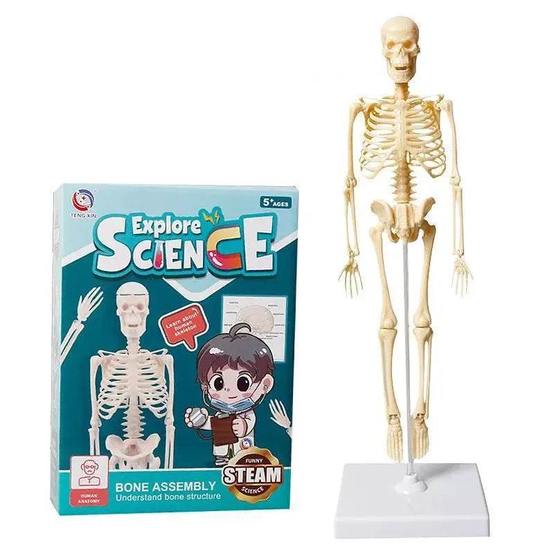  Joints Of Human Organ Bone Model DIY Assembly Skeletal Skeleton for Medical Teaching -  ToylandEU™