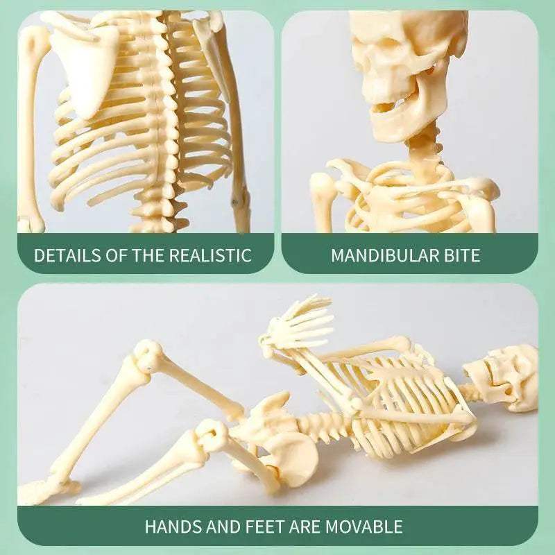 Joints Of Human Organ Bone Model DIY Assembly Skeletal Skeleton for Medical Teaching - ToylandEU
