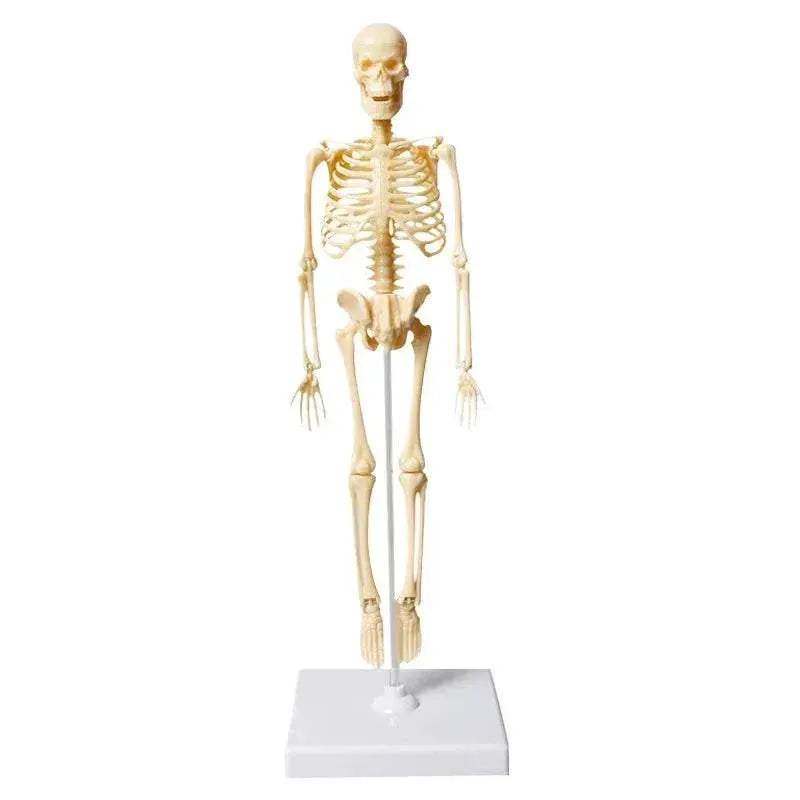 Joints Of Human Organ Bone Model DIY Assembly Skeletal Skeleton for Medical Teaching - ToylandEU