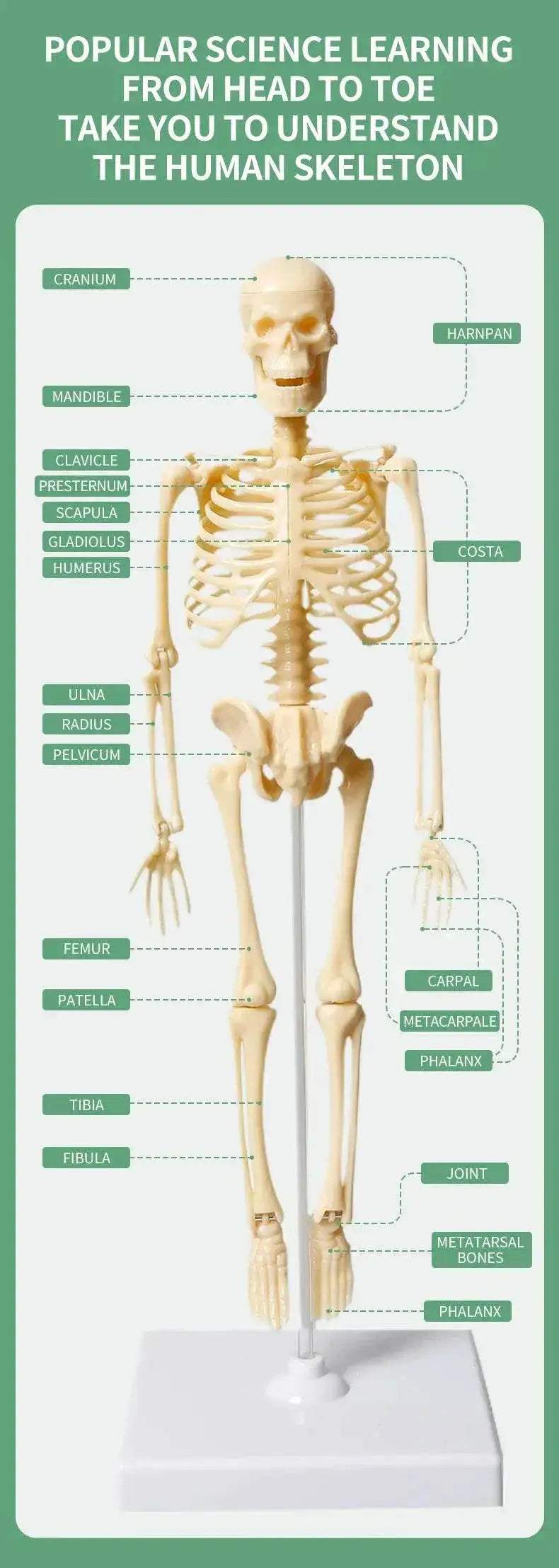 Joints Of Human Organ Bone Model DIY Assembly Skeletal Skeleton for Medical Teaching - ToylandEU