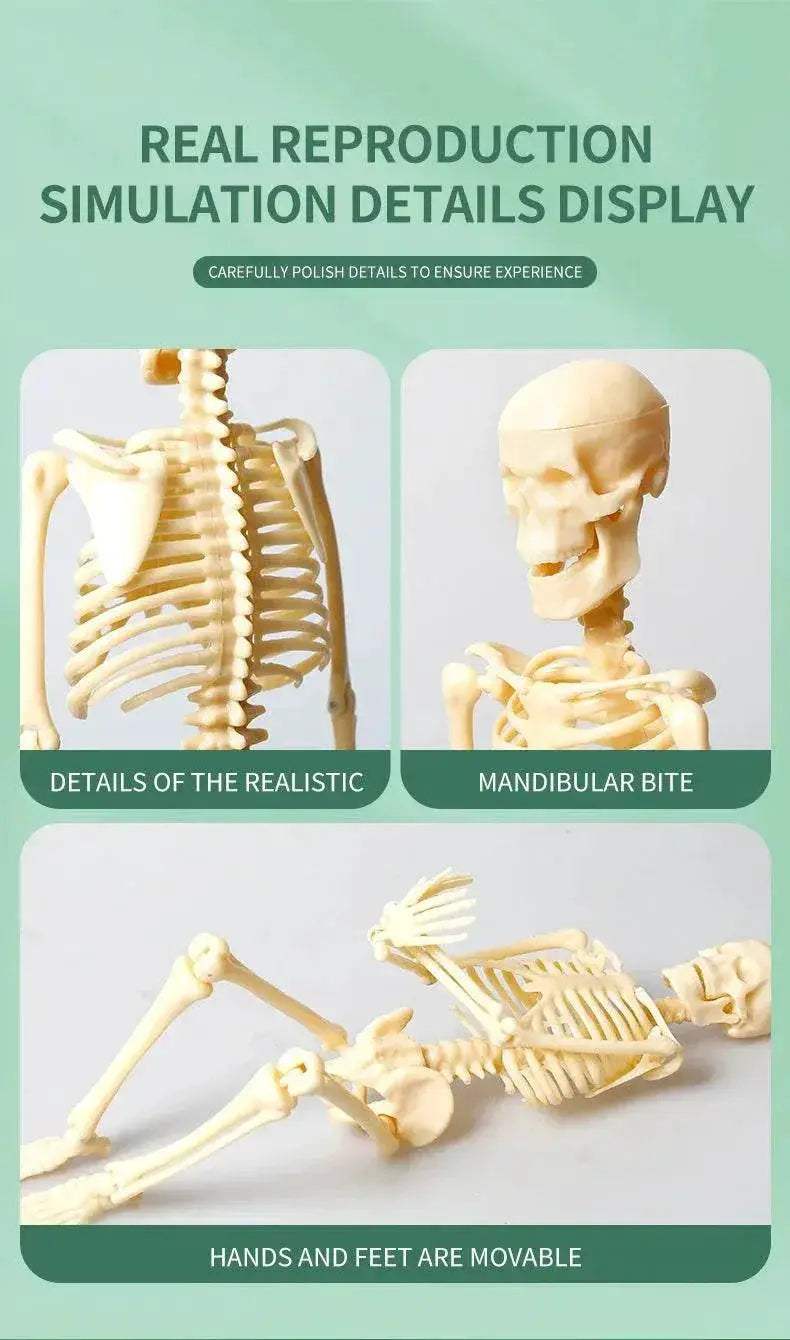 Joints Of Human Organ Bone Model DIY Assembly Skeletal Skeleton for Medical Teaching - ToylandEU