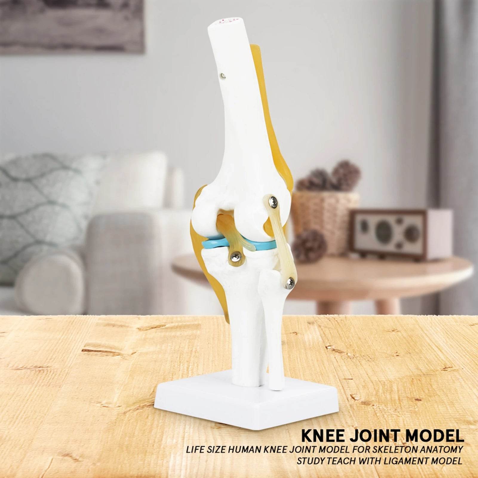 Knee Joint Anatomy Model Life Size Human Knee Joint Model for Skeleton Study and Teaching - ToylandEU