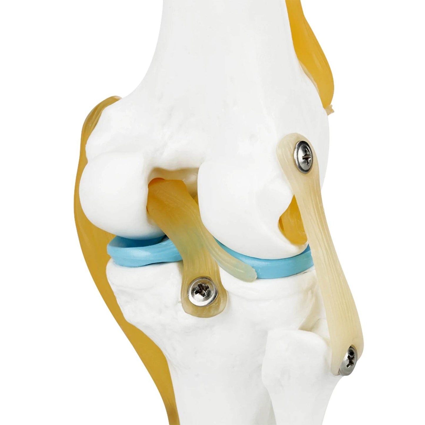 Knee Joint Anatomy Model Life Size Human Knee Joint Model for Skeleton Study and Teaching - ToylandEU