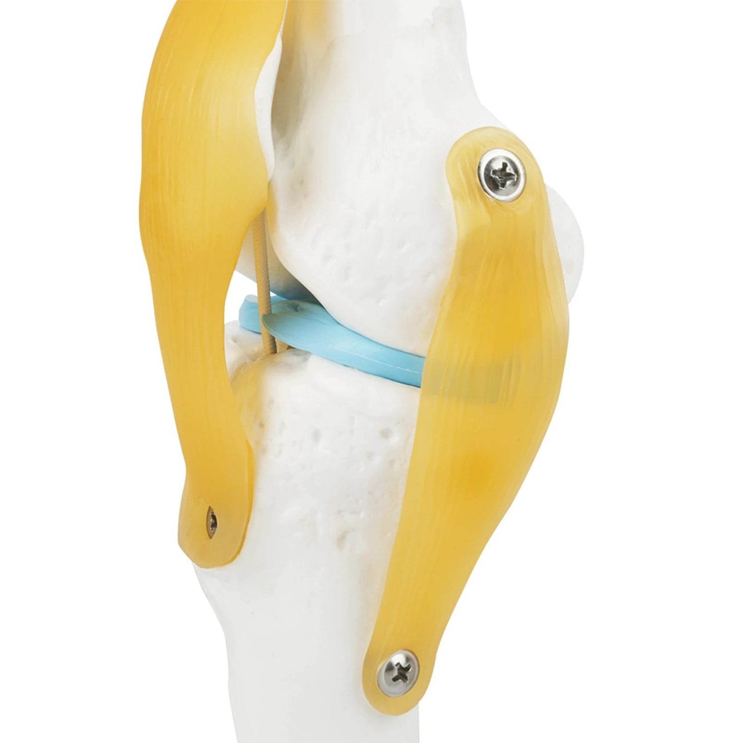 Knee Joint Anatomy Model Life Size Human Knee Joint Model for Skeleton Study and Teaching - ToylandEU