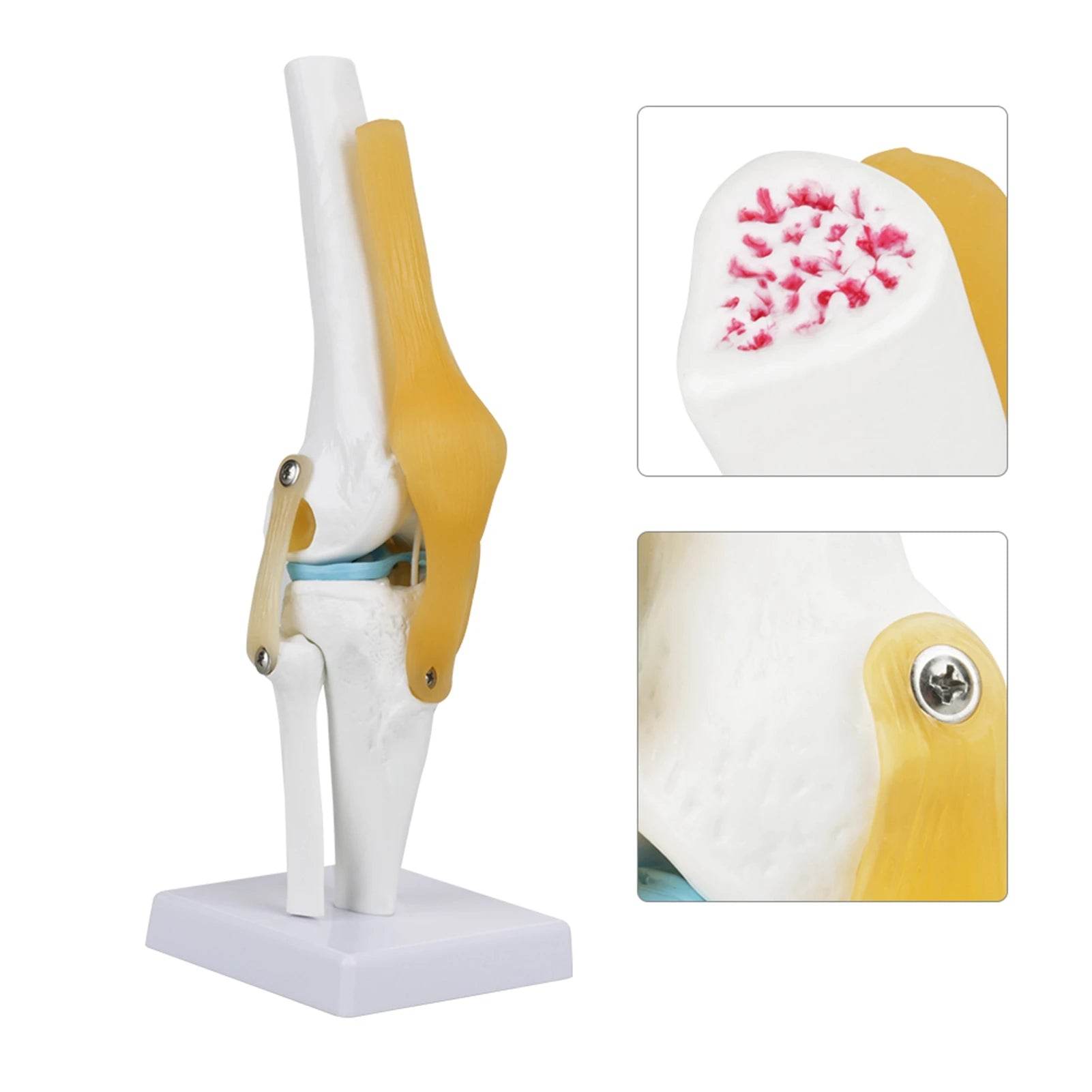 Knee Joint Anatomy Model Life Size Human Knee Joint Model for Skeleton Study and Teaching - ToylandEU