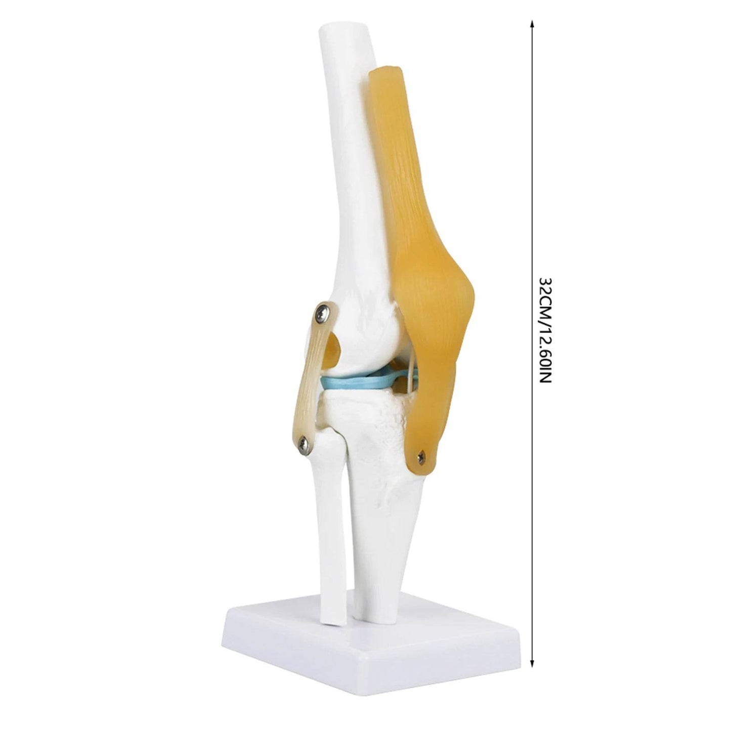 Knee Joint Anatomy Model Life Size Human Knee Joint Model for Skeleton Study and Teaching - ToylandEU