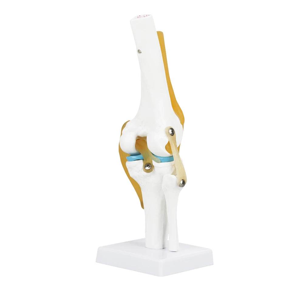Knee Joint Anatomy Model Life Size Human Knee Joint Model for Skeleton Study and Teaching - ToylandEU