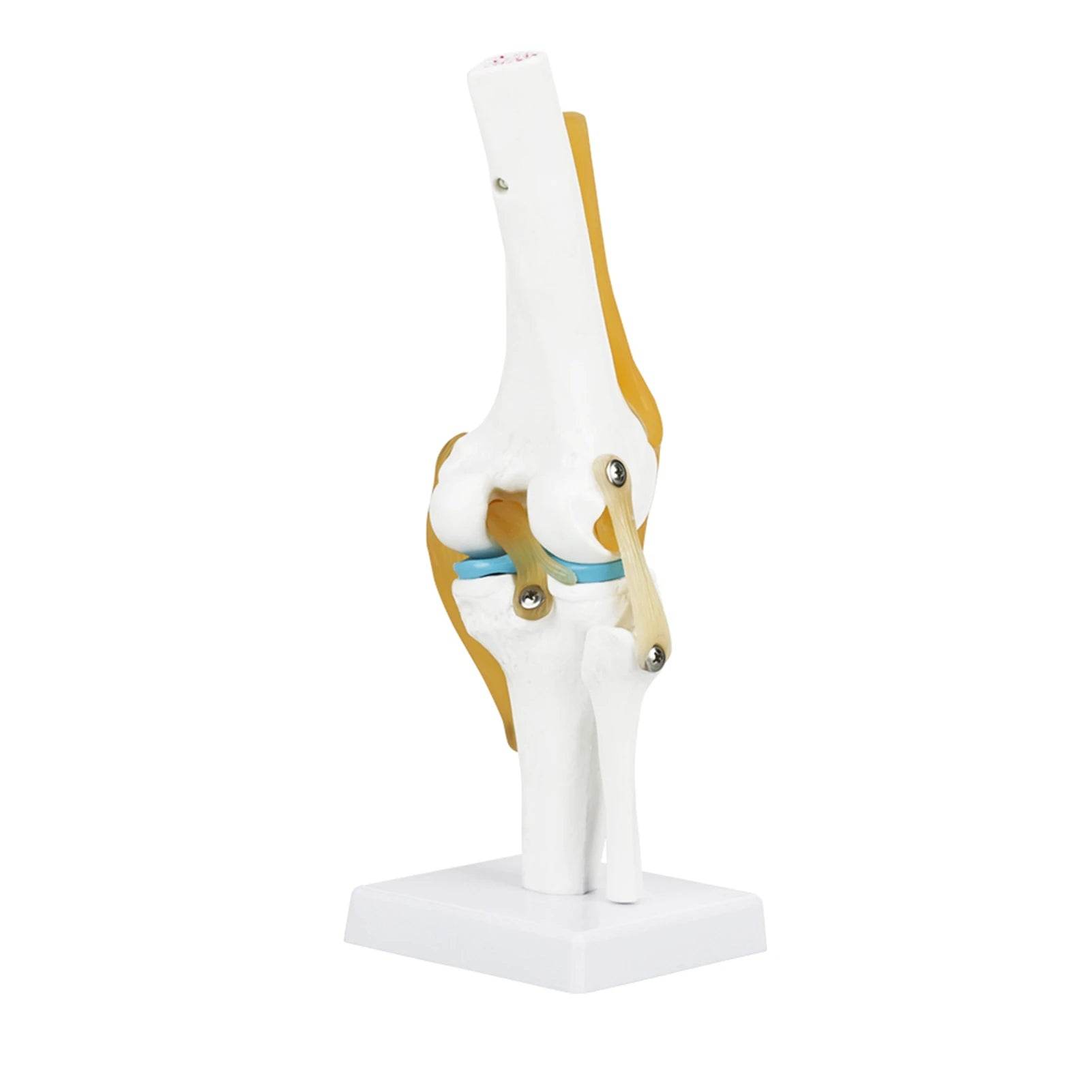 Knee Joint Anatomy Model Life Size Human Knee Joint Model for Skeleton Study and Teaching - ToylandEU
