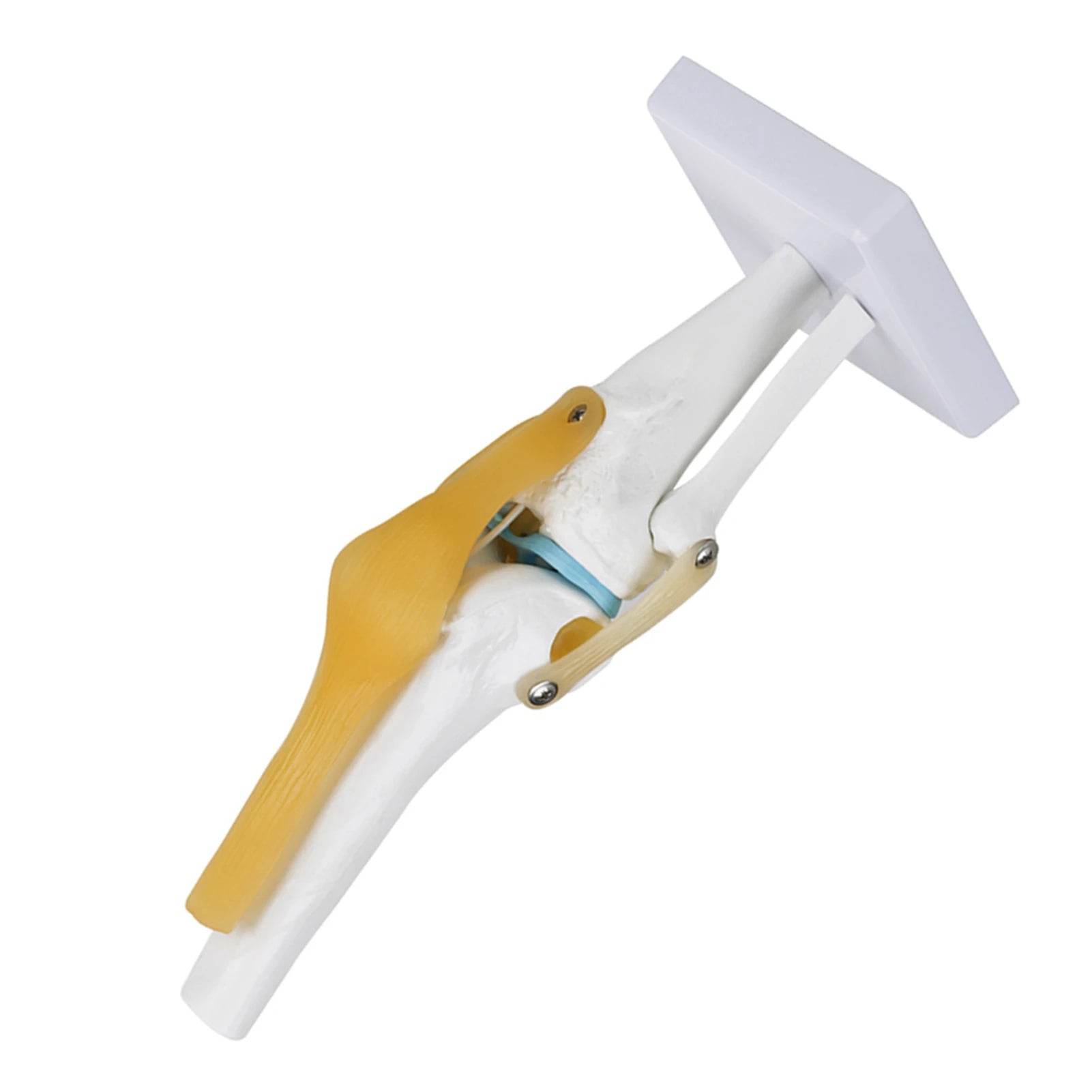 Knee Joint Anatomy Model Life Size Human Knee Joint Model for Skeleton Study and Teaching - ToylandEU