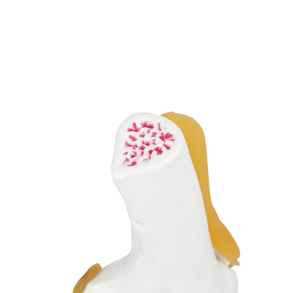 Knee Joint Anatomy Model Life Size Human Knee Joint Model for Skeleton Study and Teaching - ToylandEU