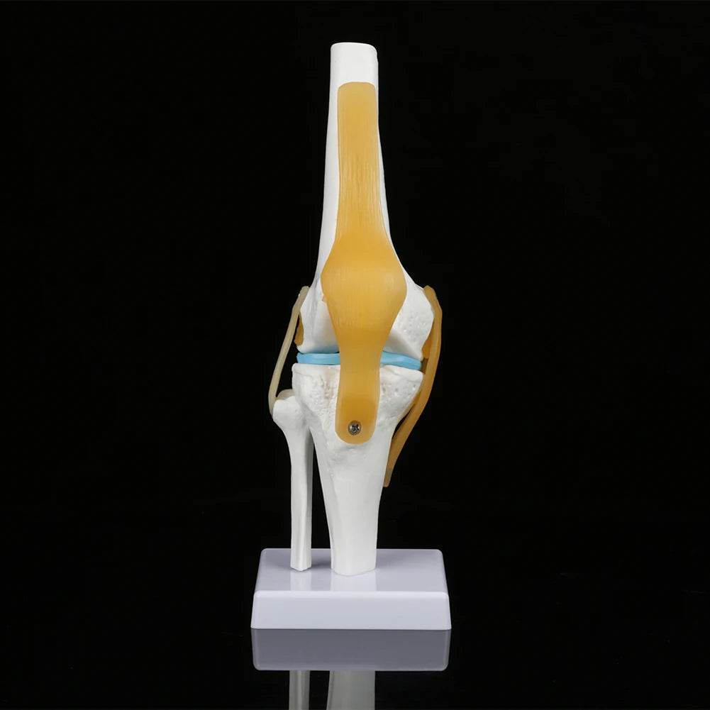 Knee Joint Anatomy Model Life Size Human Knee Joint Model for Skeleton Study and Teaching - ToylandEU